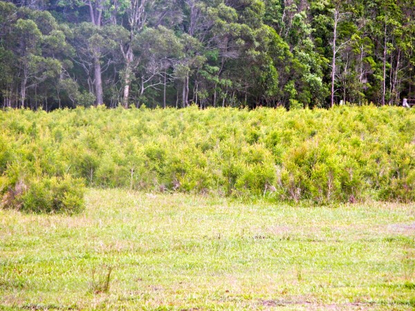 35f52eff1cd0dded7dfb9d739-600x450