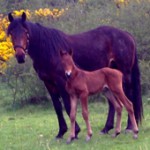 Farm-ireland-County-Tipperary-304-3