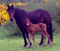 Farm-ireland-County-Tipperary-304-3