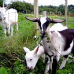 Farm-ireland-County-Tipperary-304-4