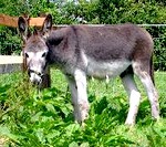 Farm-ireland-County-Tipperary-304-6