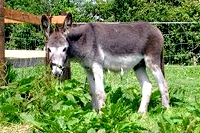 Farm-ireland-County-Tipperary-304-6