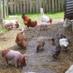Farm-ireland-County-Tipperary-304-7