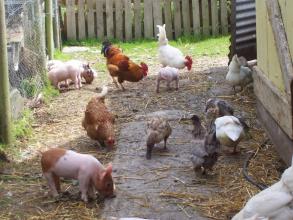 Farm-ireland-County-Tipperary-304-7