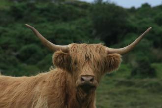 Holiday-Hostel-and-Farm-County-Donegal-279-1