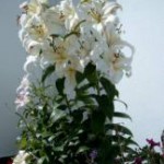 Holiday-Hostel-and-Farm-County-Donegal-279-5