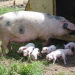 Smallholding-472-1