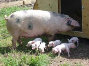 Smallholding-472-1