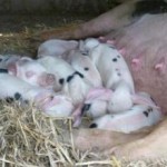 Smallholding-472-2