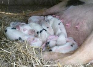 Smallholding-472-2
