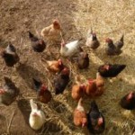 Smallholding-472-3