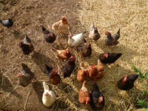 Smallholding-472-3
