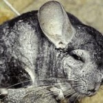 Wild-Chinchillas-Coquimbo-401-2