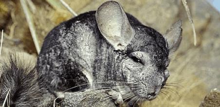 Wild-Chinchillas-Coquimbo-401-2