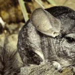 Wild-Chinchillas-Coquimbo-401-3