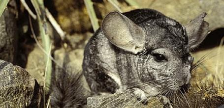 Wild-Chinchillas-Coquimbo-401-3