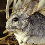 Wild-Chinchillas-Coquimbo-401-4