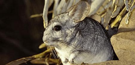 Wild-Chinchillas-Coquimbo-401-4