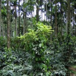 d8f03810dc3606de8d669e066-600x450
