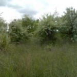 permaculturalfarm-Madrid-7964-2