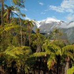 rainforest-retreat-West-Coast-7917-7