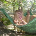take-care-of-monkeys-Florida-14734-2