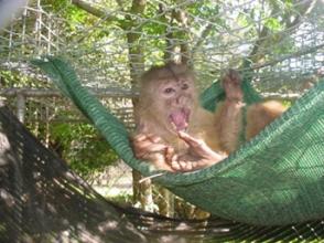 take-care-of-monkeys-Florida-14734-2