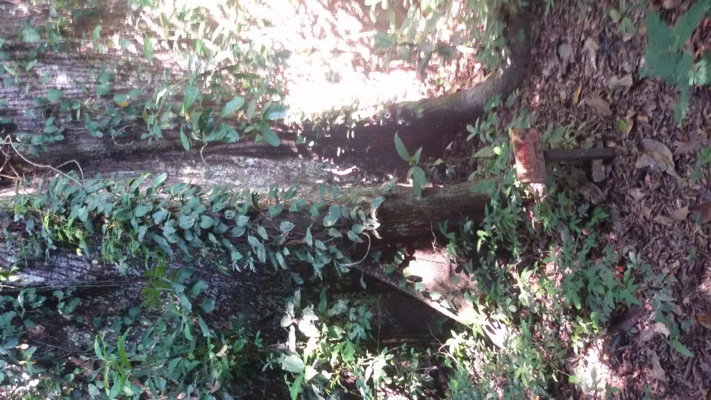 Area de conservacion Bahuaja