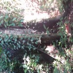 Area de conservacion Bahuaja
