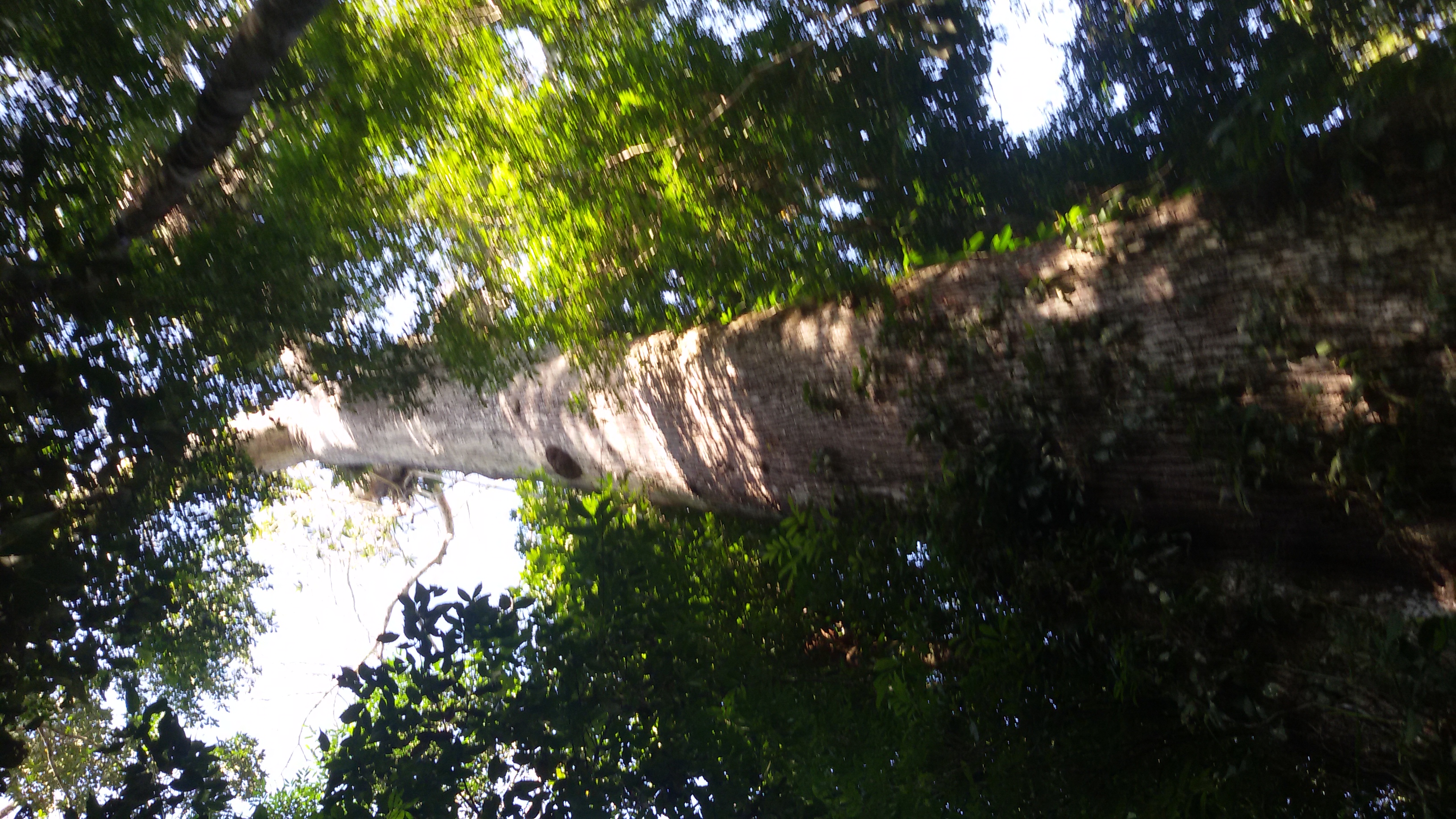 Area de conservacion Bahuaja