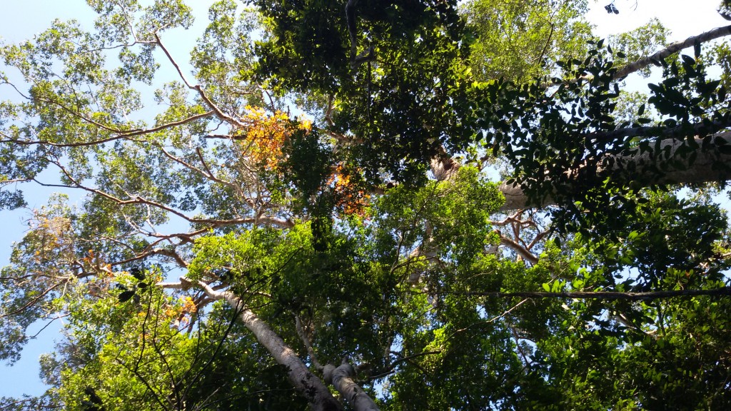 Area de conservacion Bahuaja