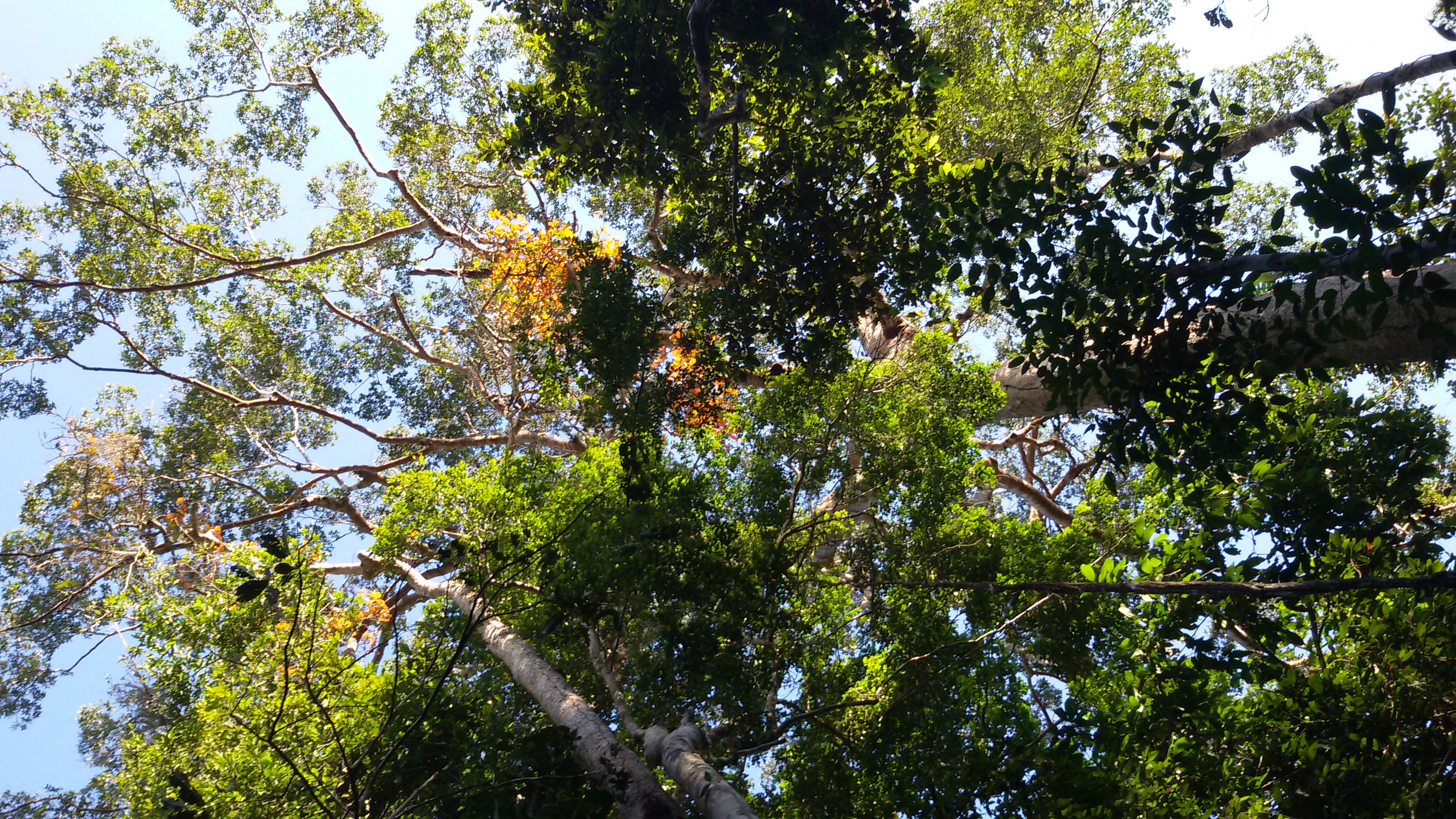 Area de conservacion Bahuaja