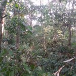 Area de conservacion Bahuaja