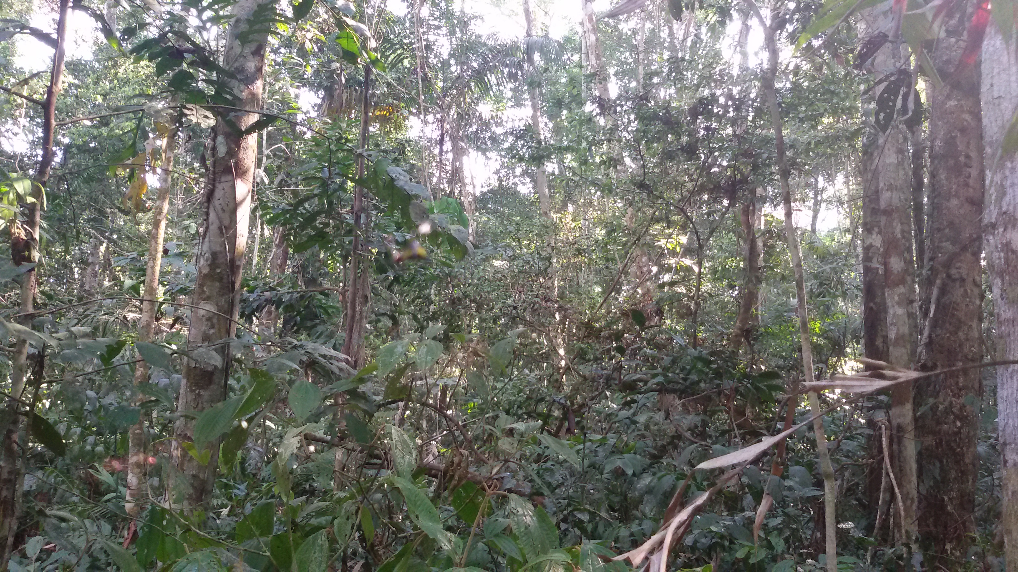 Area de conservacion Bahuaja