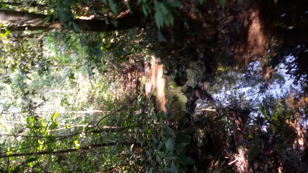 Area de conservacion Bahuaja