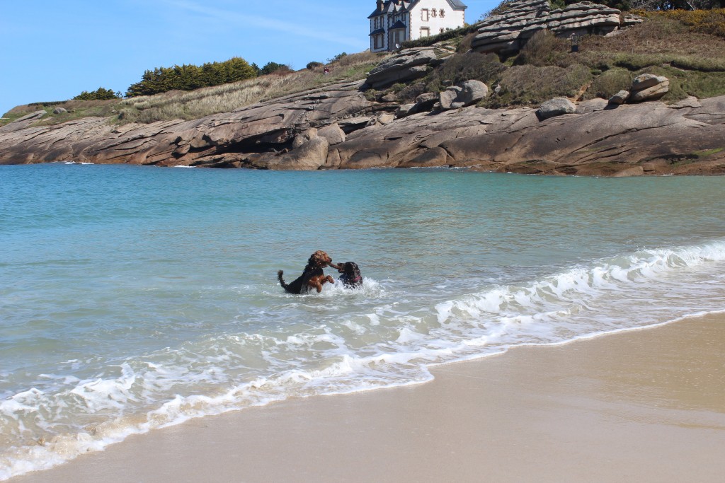 Stay in France, Bretagne: We search help with Gardening renovations, painting walls