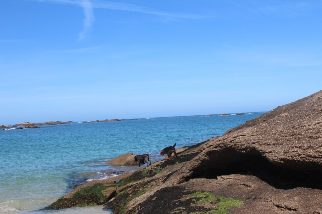 Stay in France, Bretagne: We search help with Gardening renovations, painting walls,