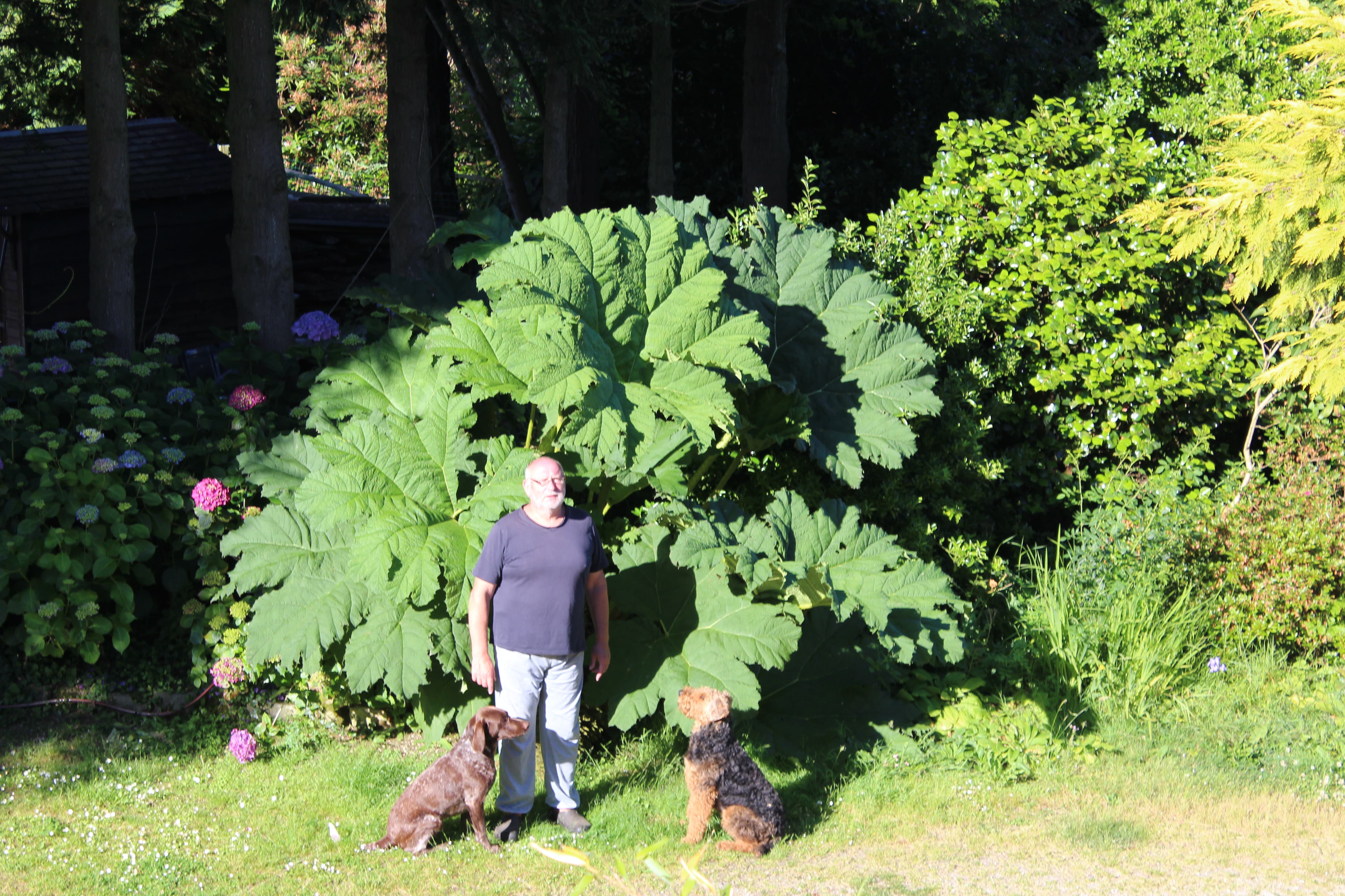 Stay in France, Bretagne: We search help with Gardening renovations, painting walls
