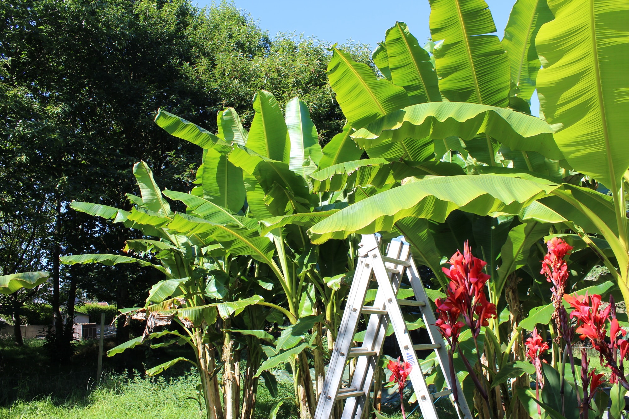Stay in France, Bretagne: We search help with Gardening renovations, painting walls