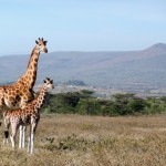 Volunteer across Africa