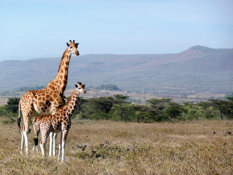 Volunteer across Africa
